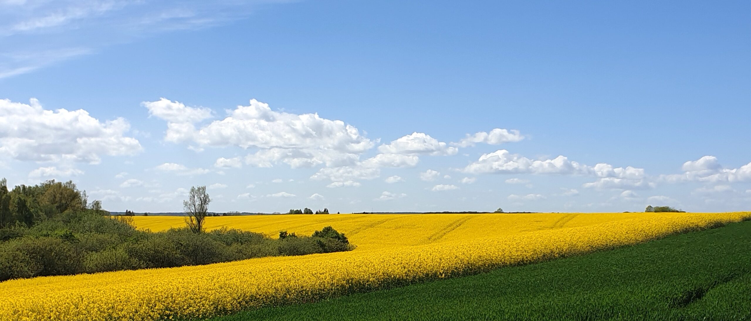 Rapsfeld