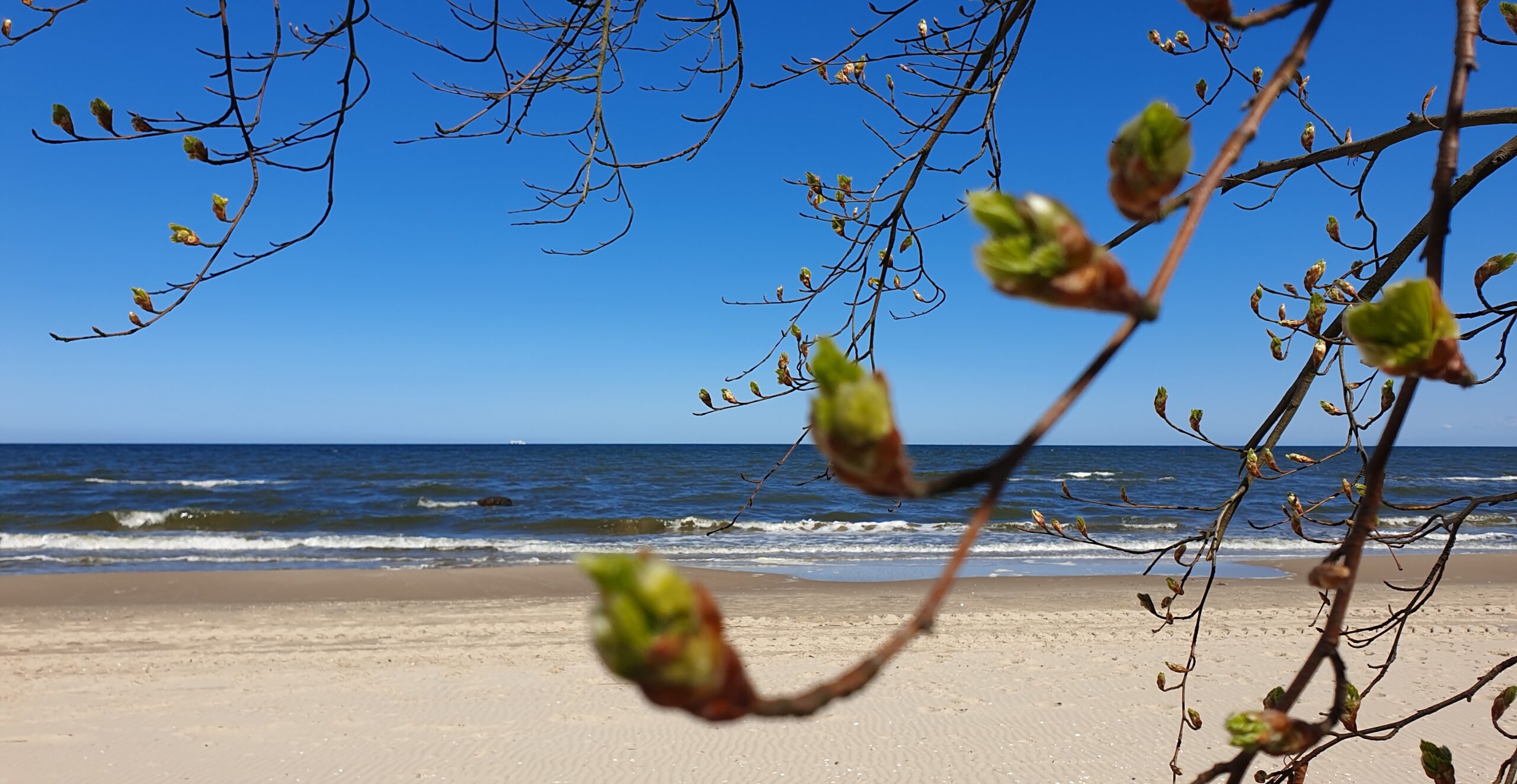 Frühling am Strand, schmal